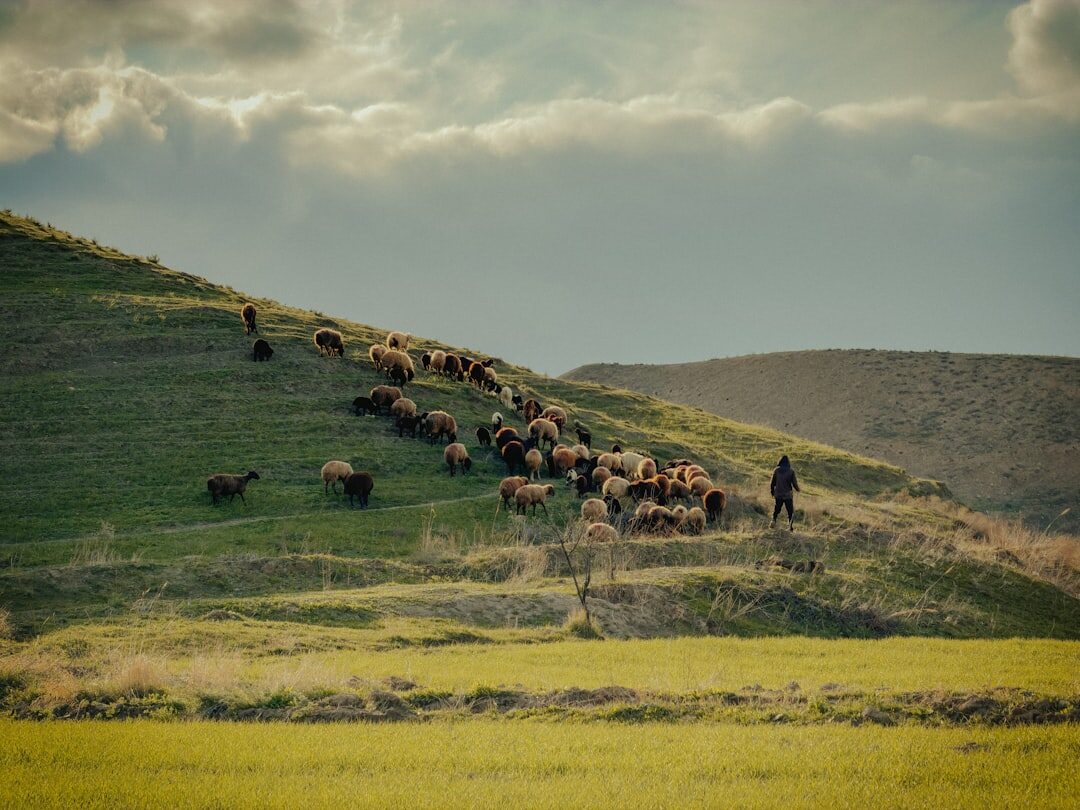 Croatian shepherd walking with a flock of sheep across a hillside