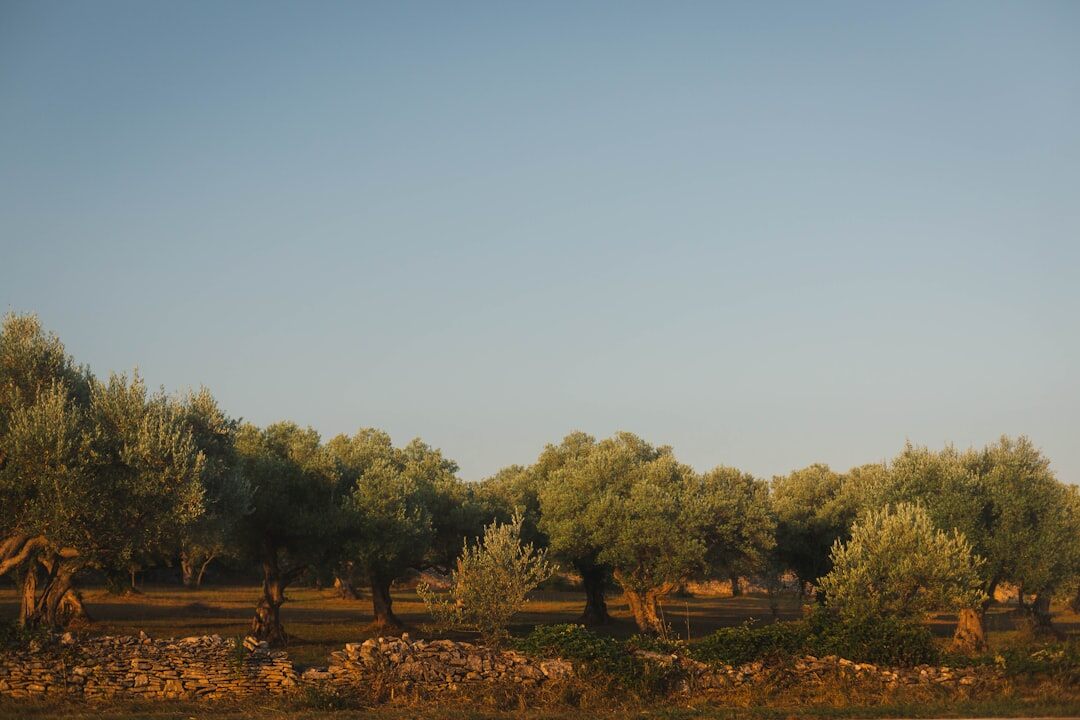 Family harvesting olives together in an Istrian grove